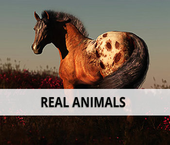Realistic Animals category
