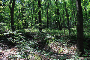 photo of woodland